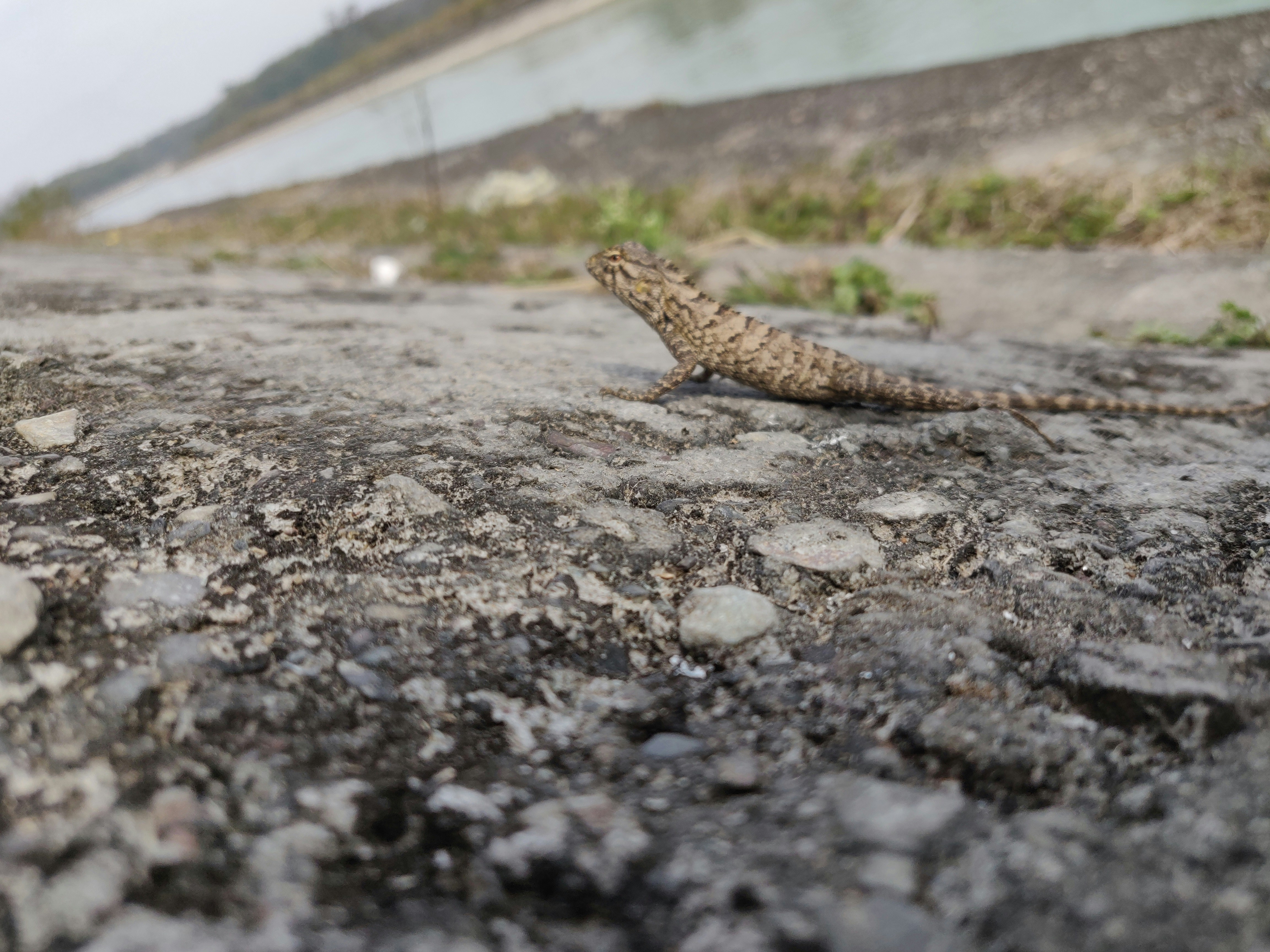 un petit lézard assis au sommet d’un rocher
