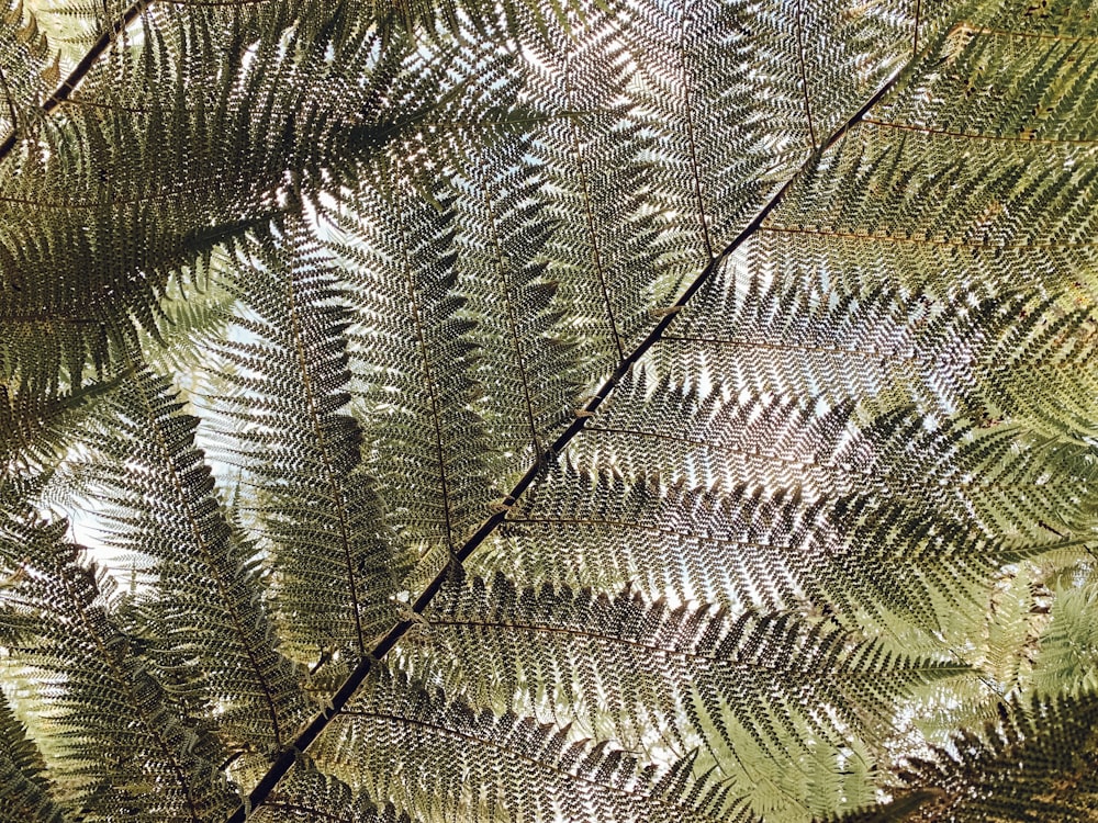 a close up of a fern leaf on a sunny day
