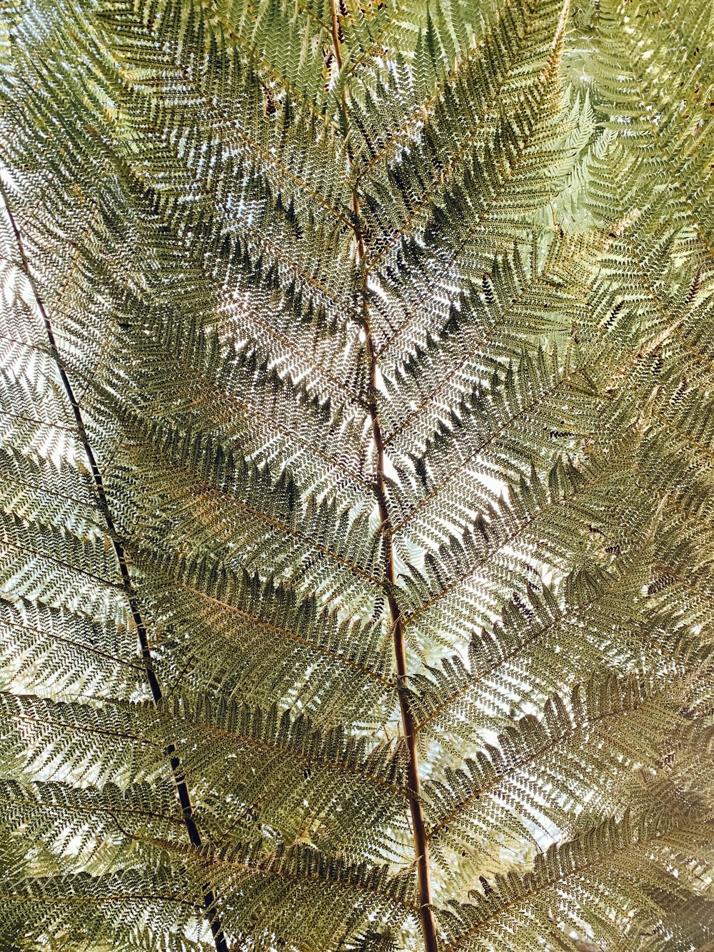 a close up view of a fern leaf