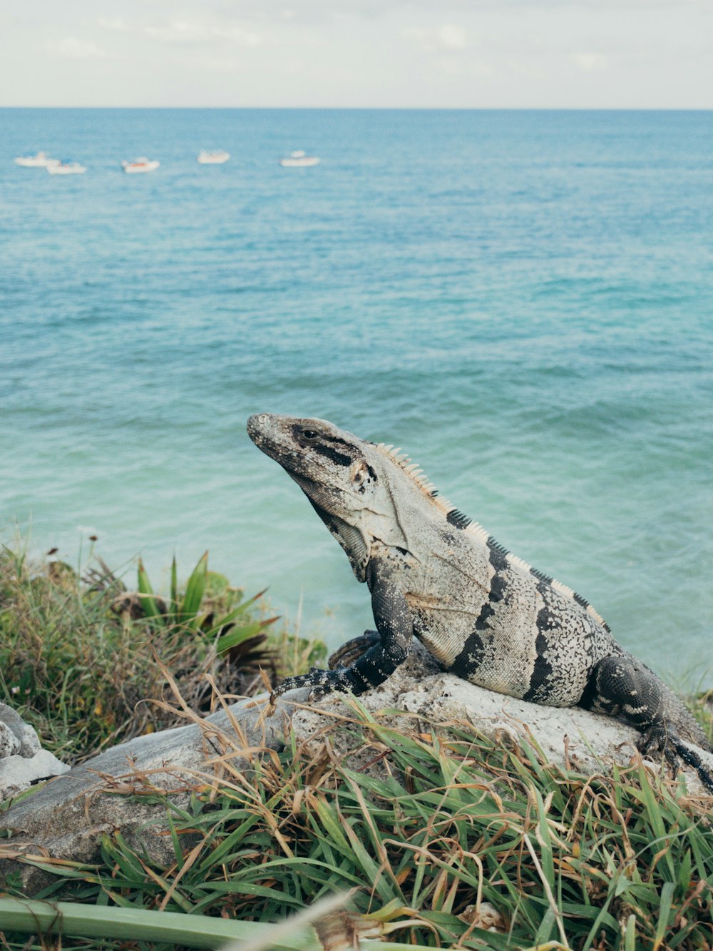 a large lizard sitting on top of a rock near the ocean