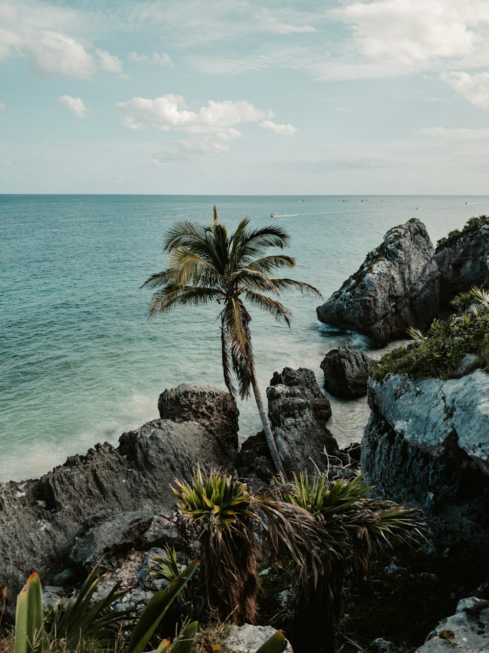 a palm tree on the edge of a cliff overlooking the ocean