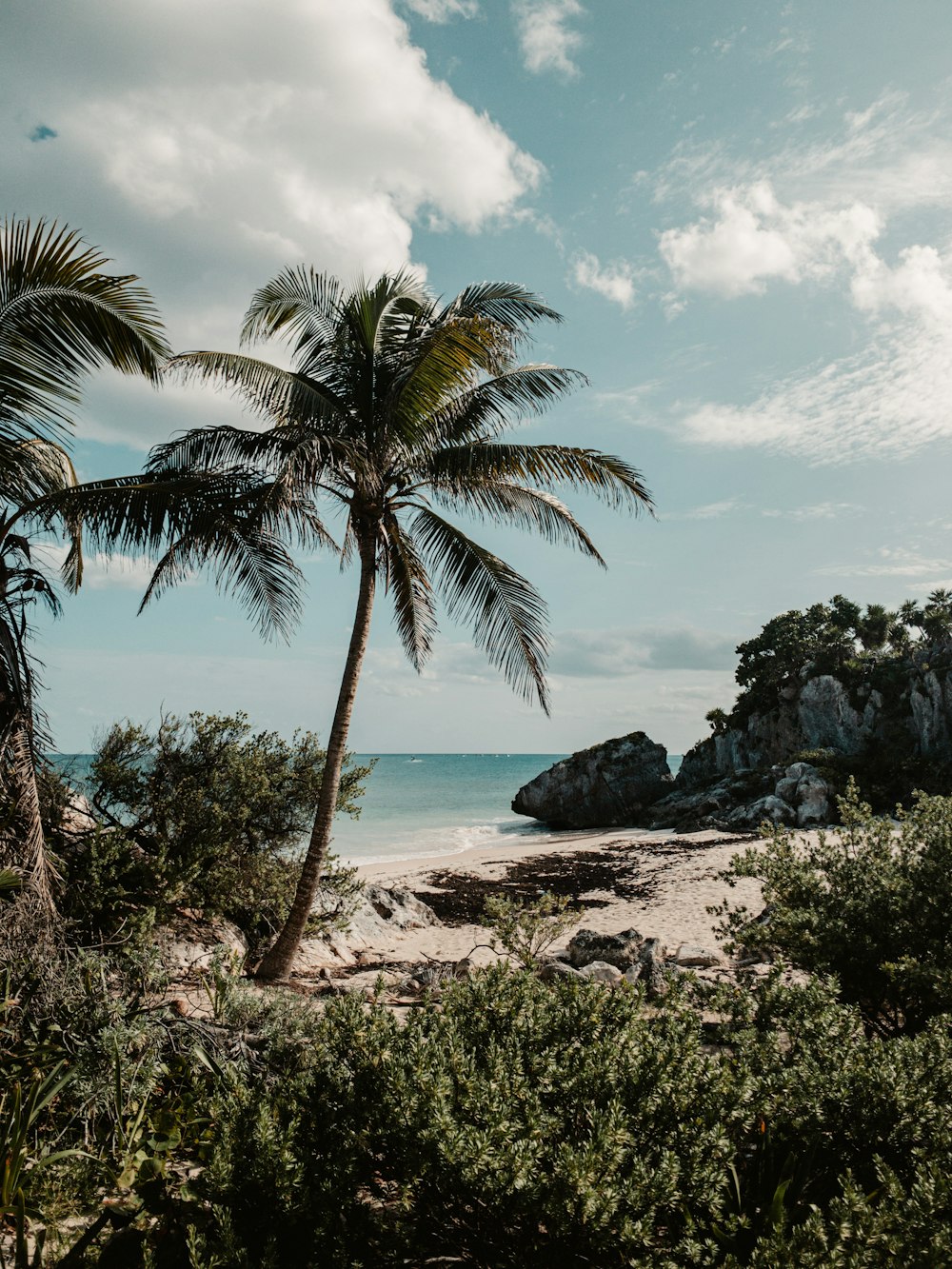 a couple of palm trees sitting on top of a sandy beach