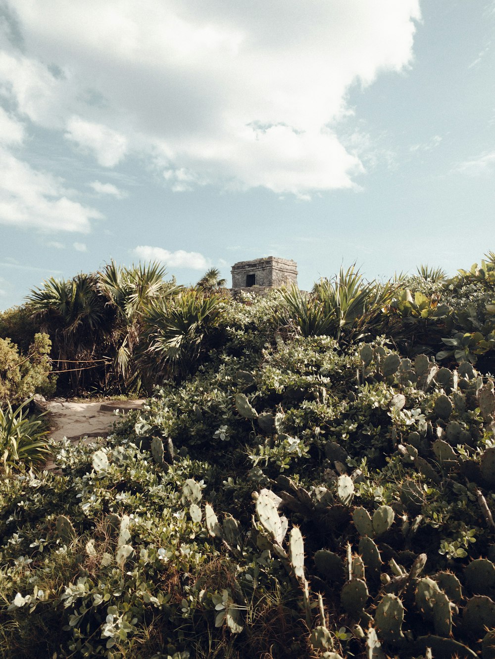 a building on top of a hill surrounded by plants