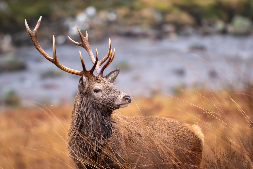 a close up of a deer in a field of tall grass