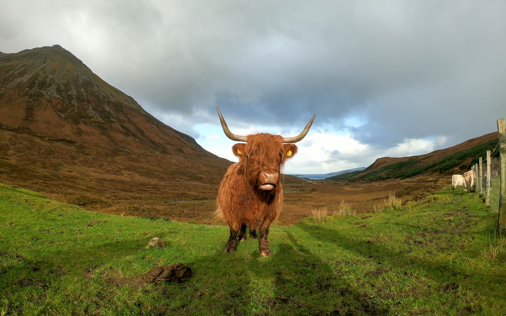 a brown cow standing on top of a lush green field