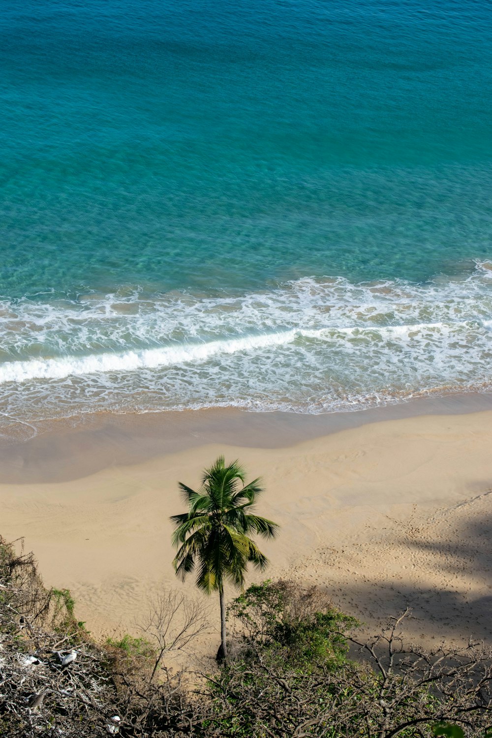 a lone palm tree on a beach near the ocean