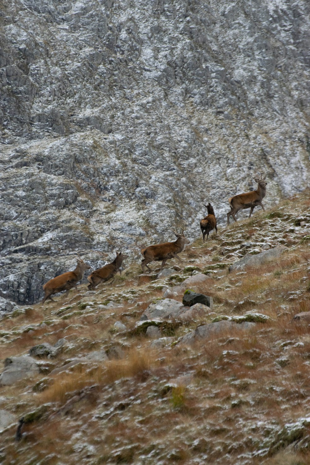 a group of animals standing on a rocky hillside