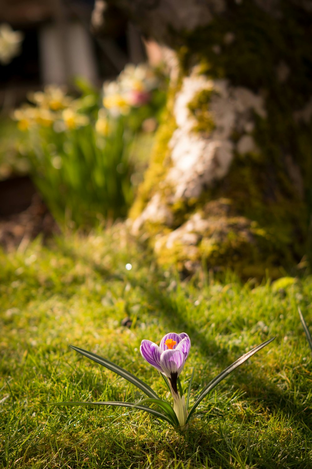 a single purple flower sitting on top of a lush green field