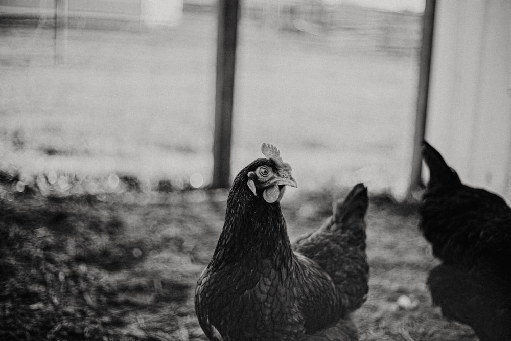 a black and white photo of two chickens