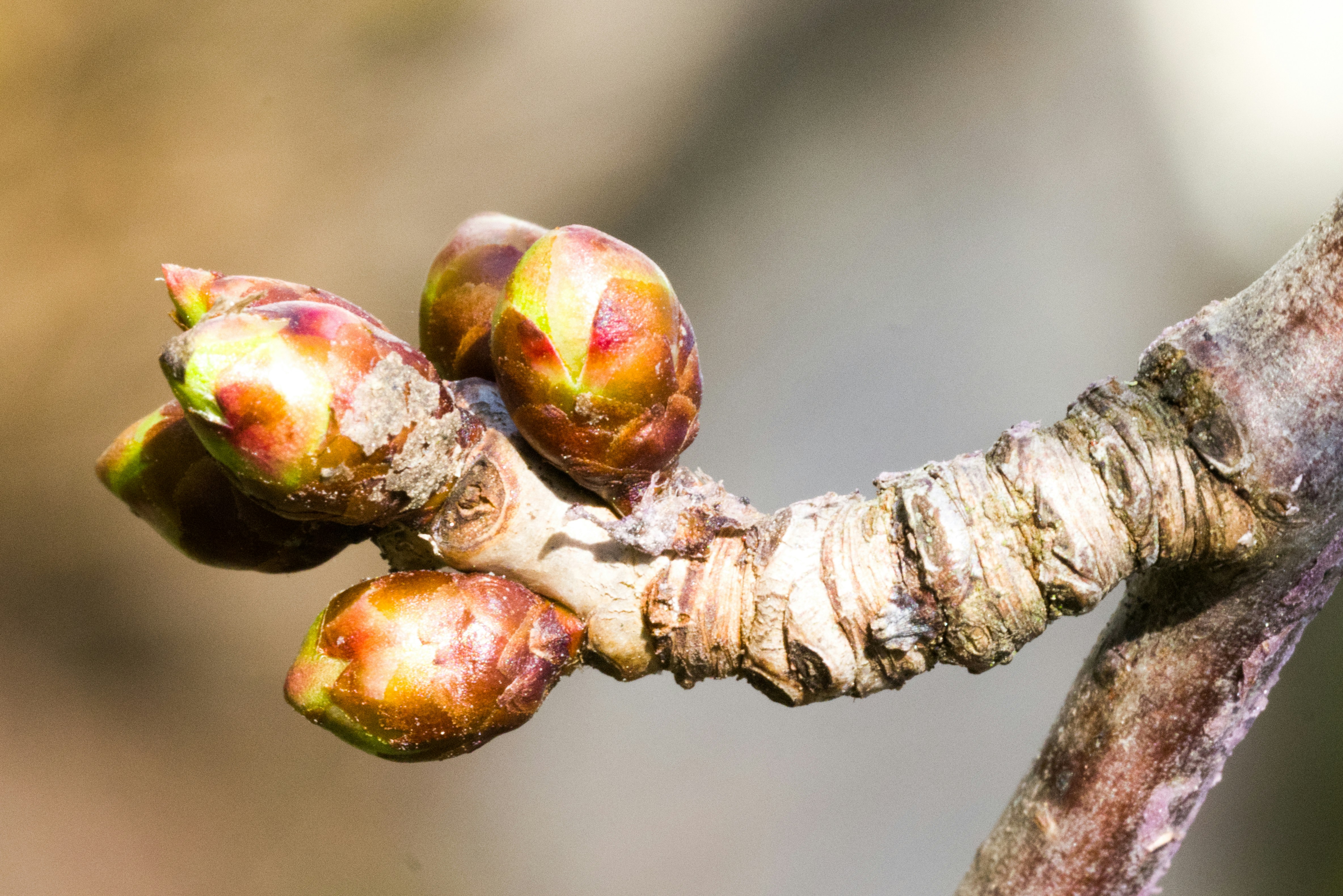 Buds