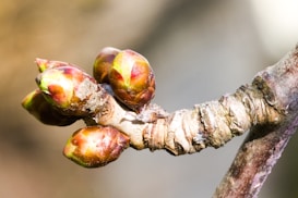 kruidensupplementen voor energie en voeding, supplementen