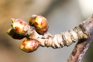 kruidensupplementen voor energie en voeding, supplementen