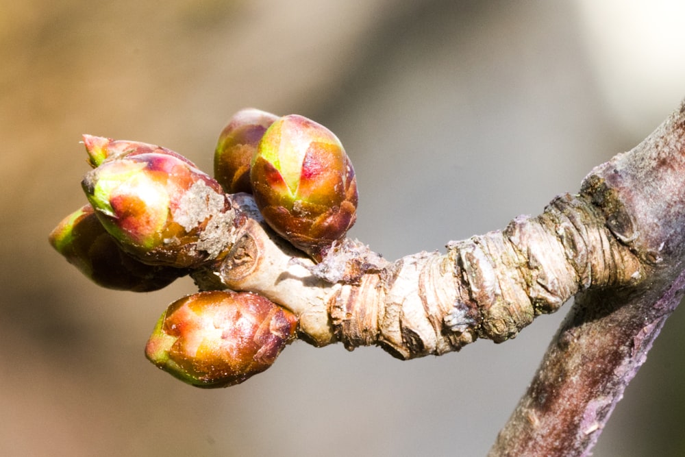 a close up of a tree branch with fruit on it