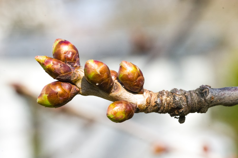 a close up of a tree branch with buds