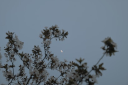 Branches of a tree with white blossoms are outlined against a clear sky, with a crescent moon visible in the background.