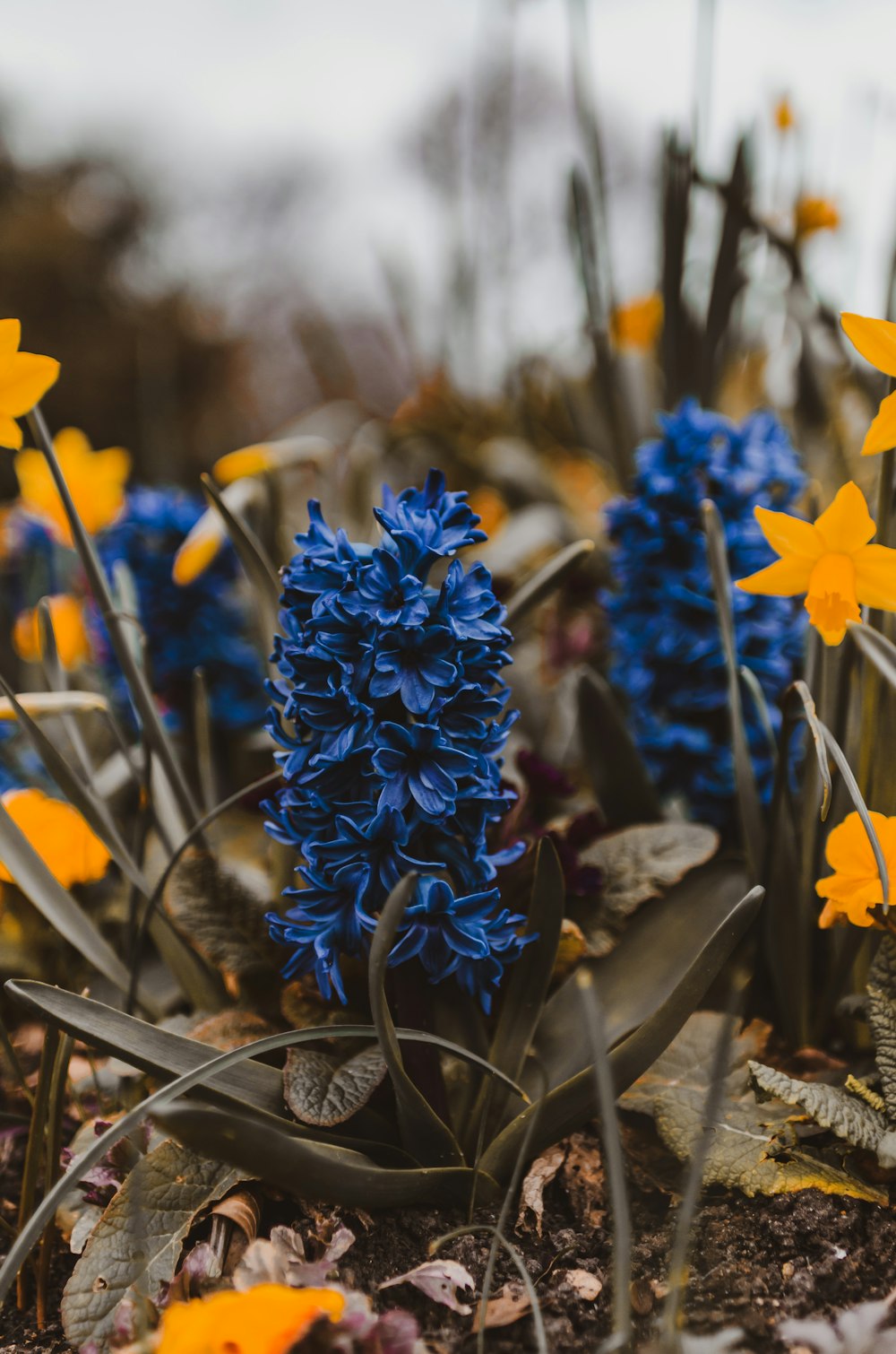 a group of blue and yellow flowers in a field