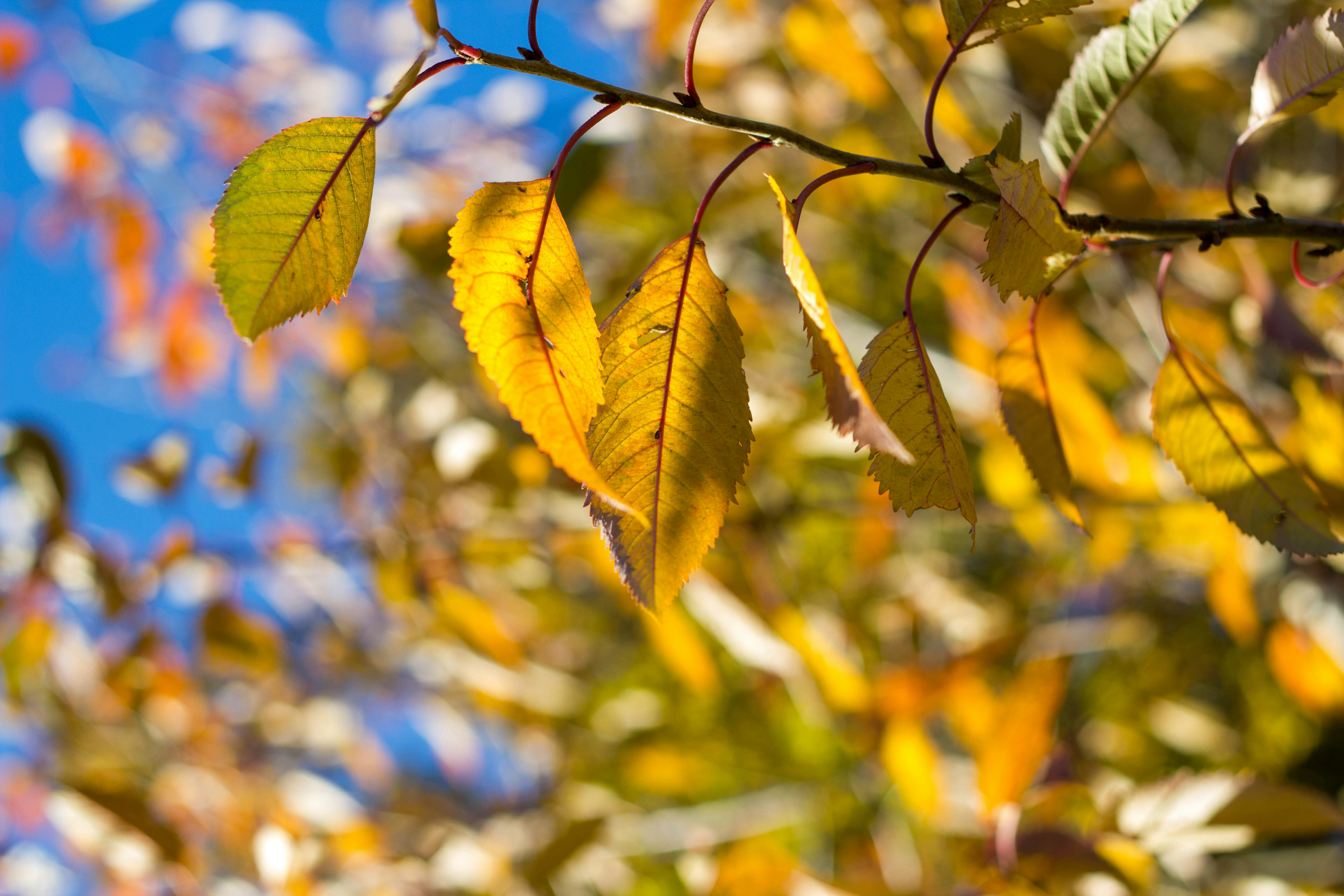 Photo by maplerockdesign