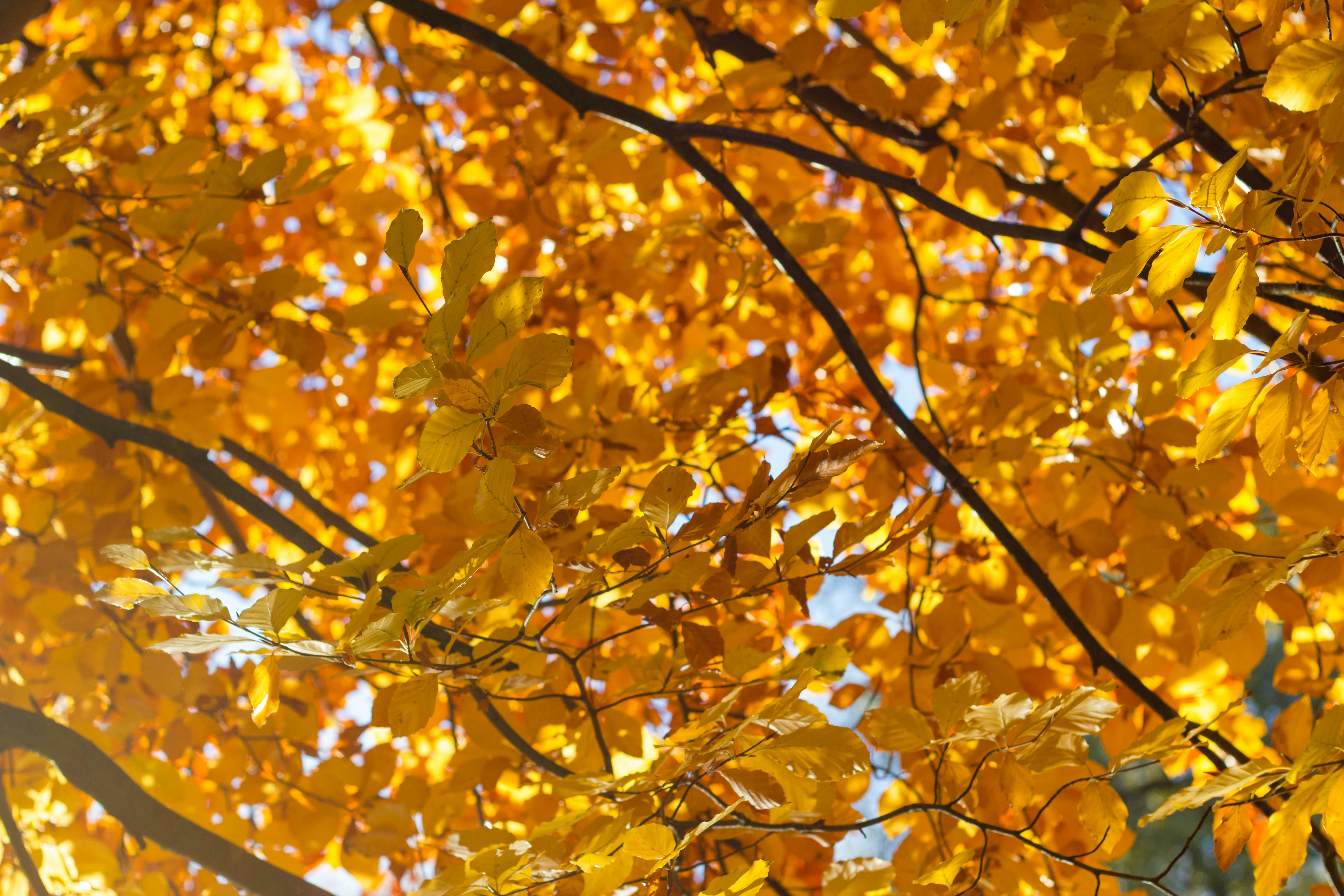 Photo by maplerockdesign