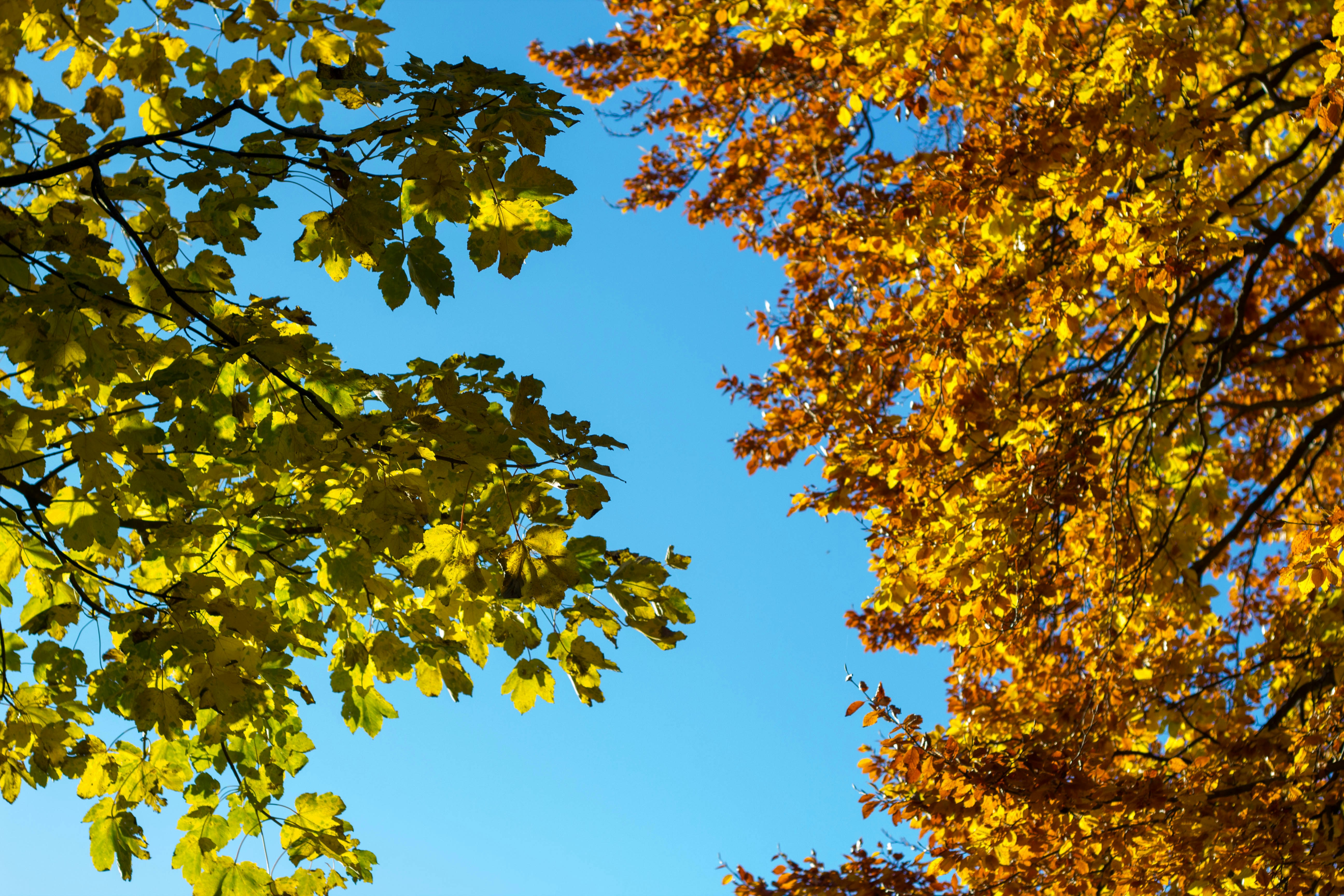 Photo by maplerockdesign