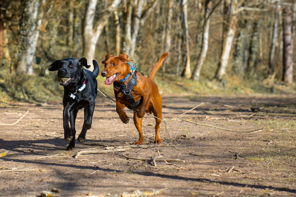 a couple of dogs running across a dirt road