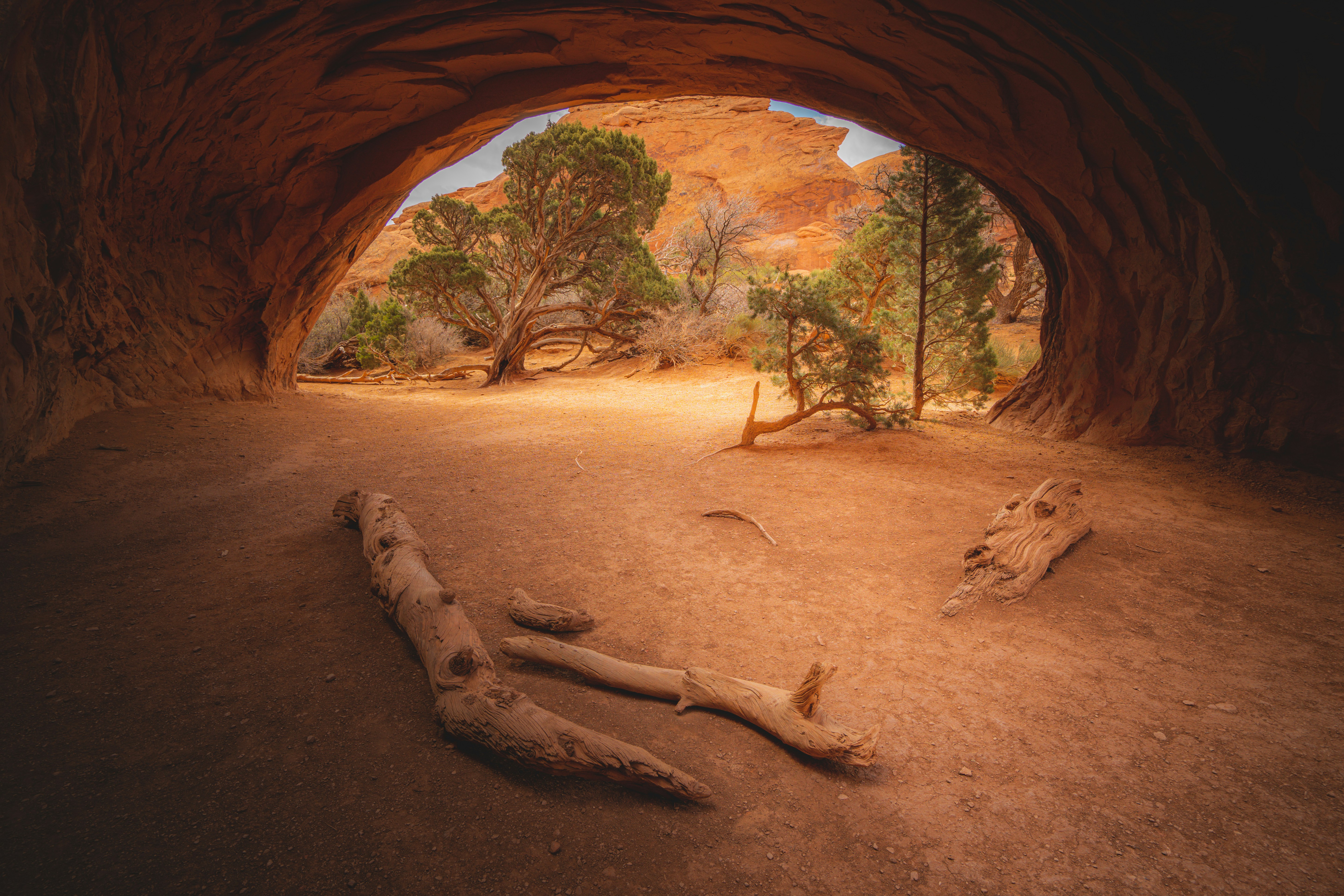 a dead animal laying on the ground in a cave