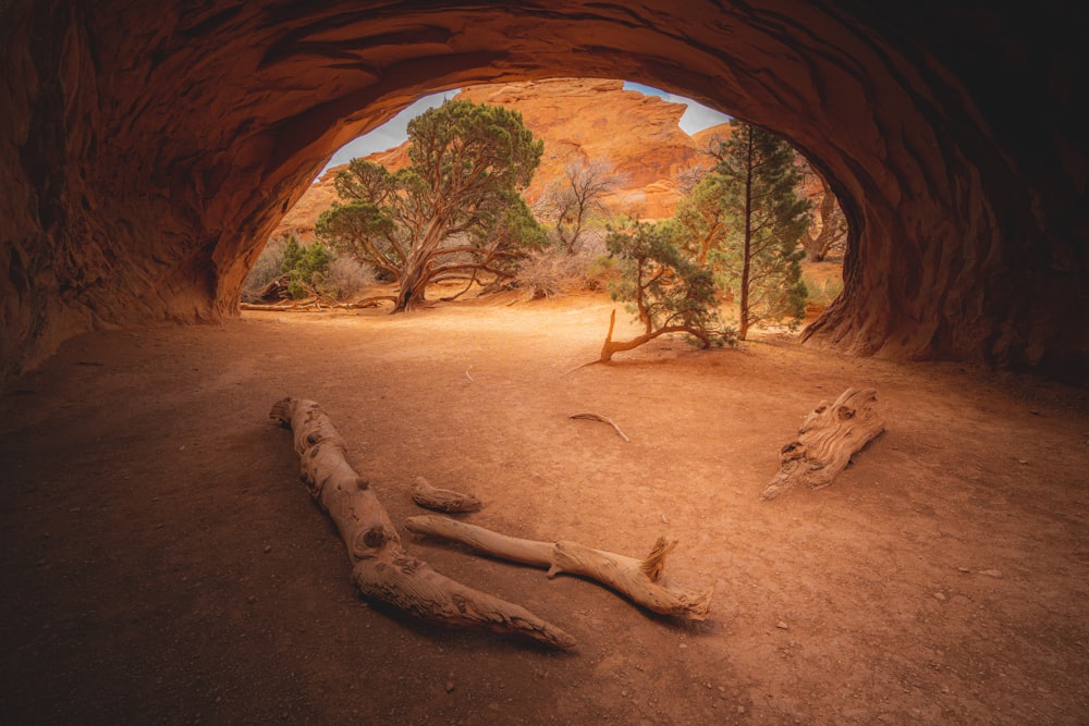 a dead animal laying on the ground in a cave