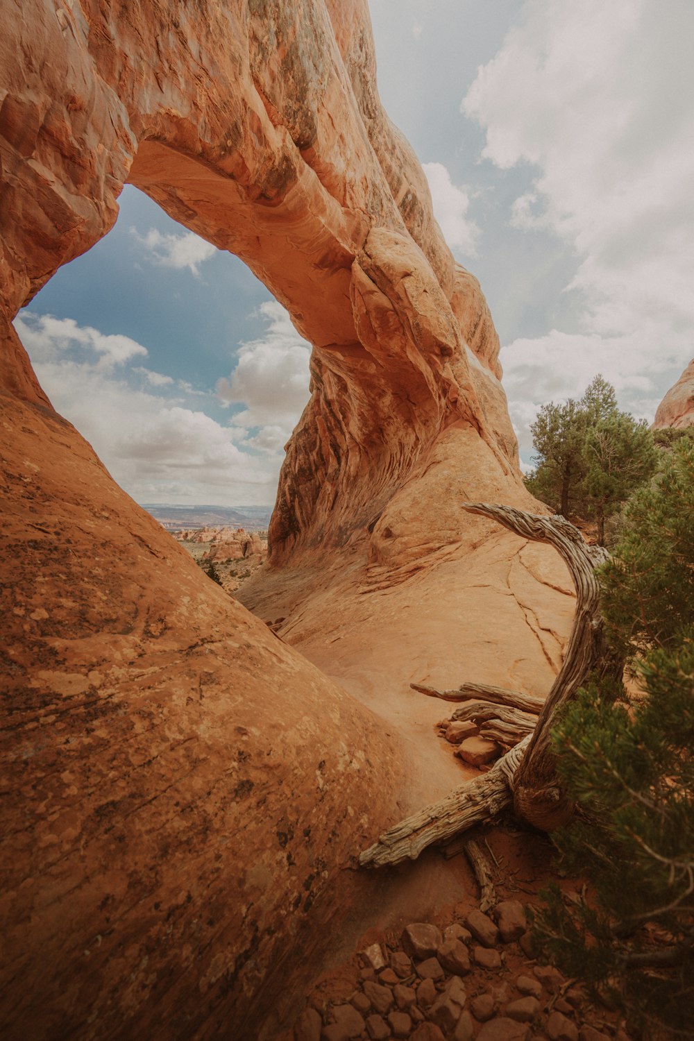 a rock formation with a tree growing out of it