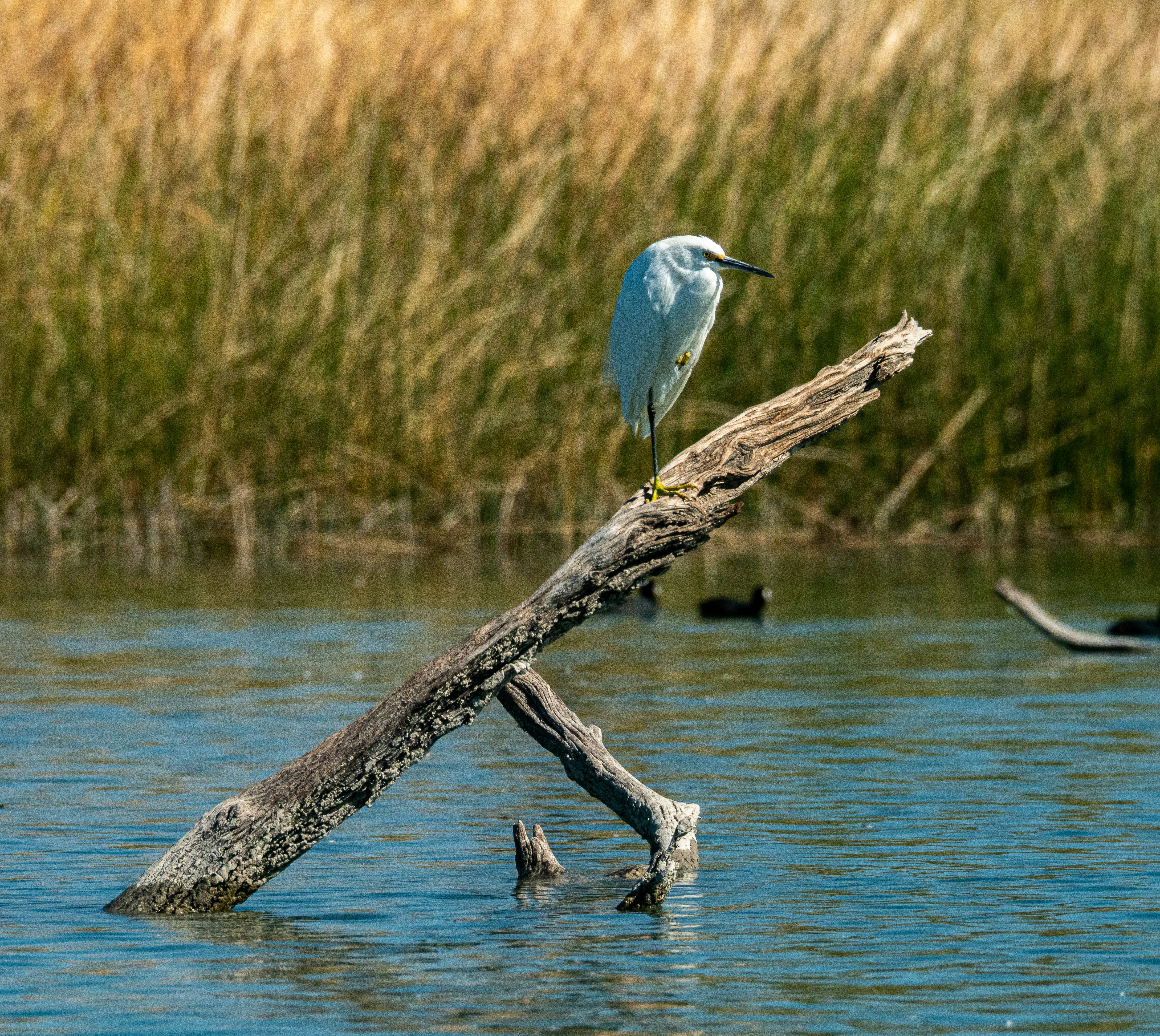 Photo by lderksen