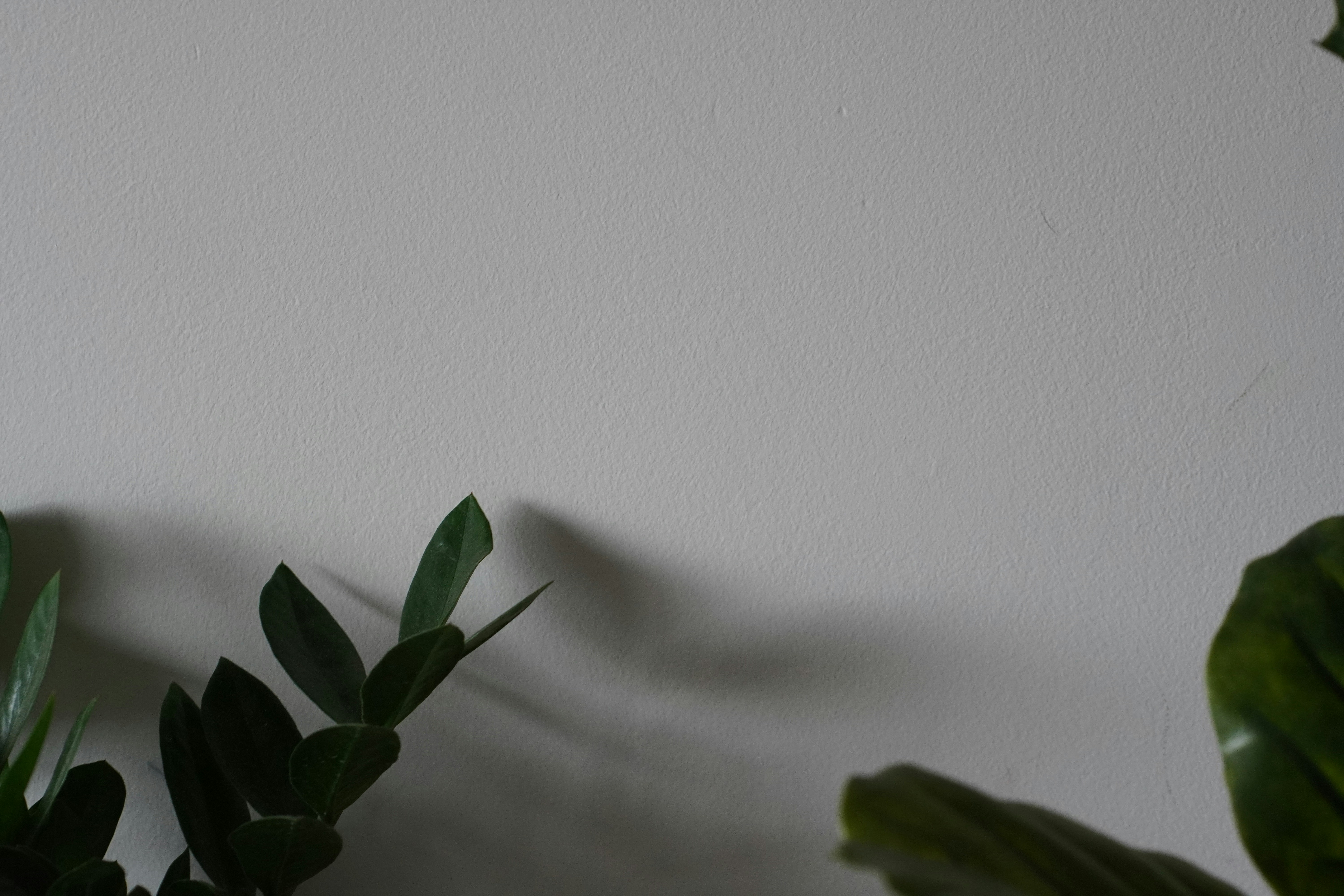 a white wall with some green plants on it