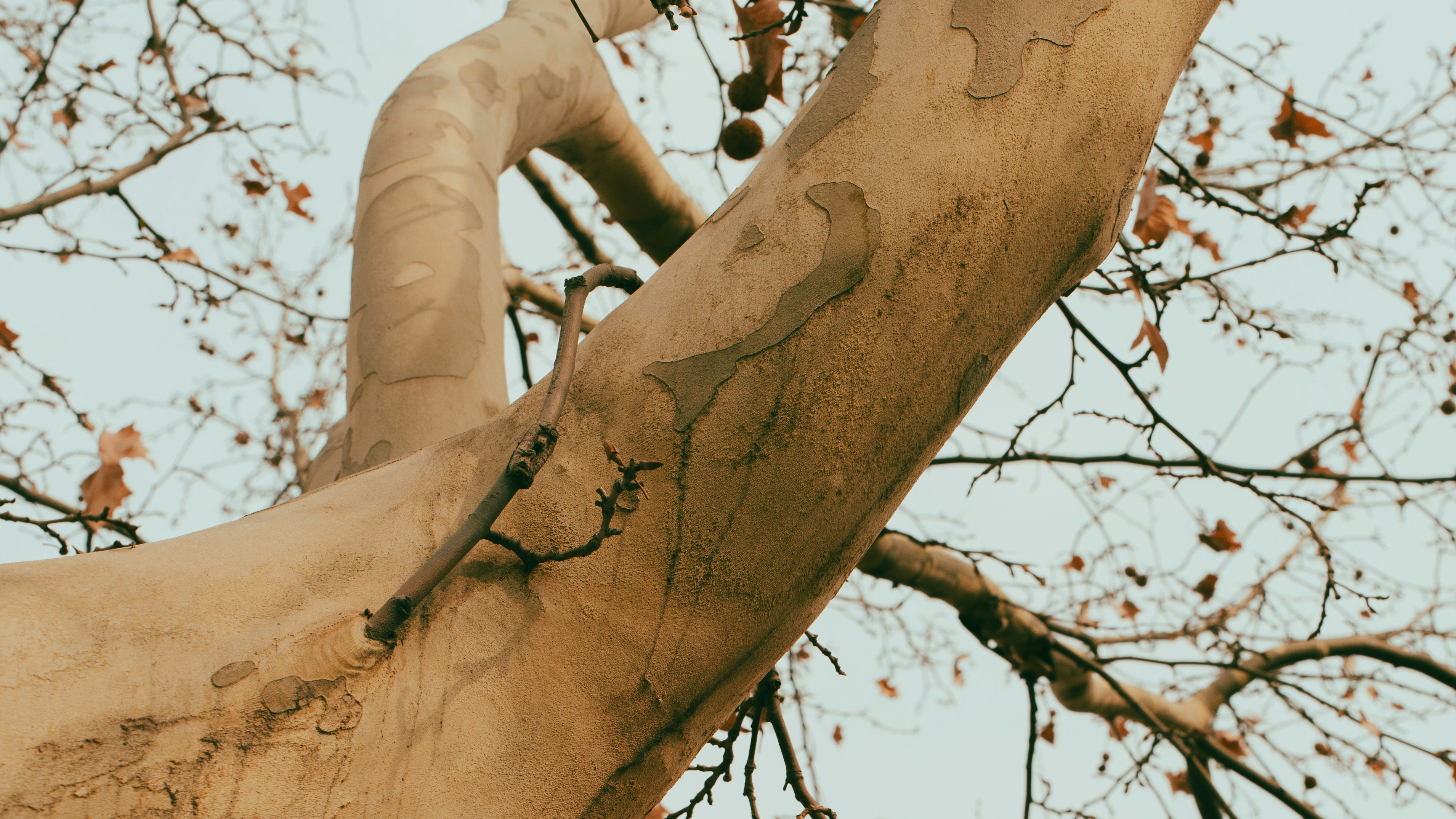 sycamores