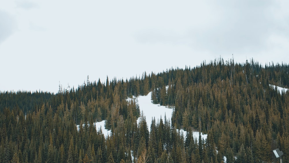 a snow covered mountain with trees on the side