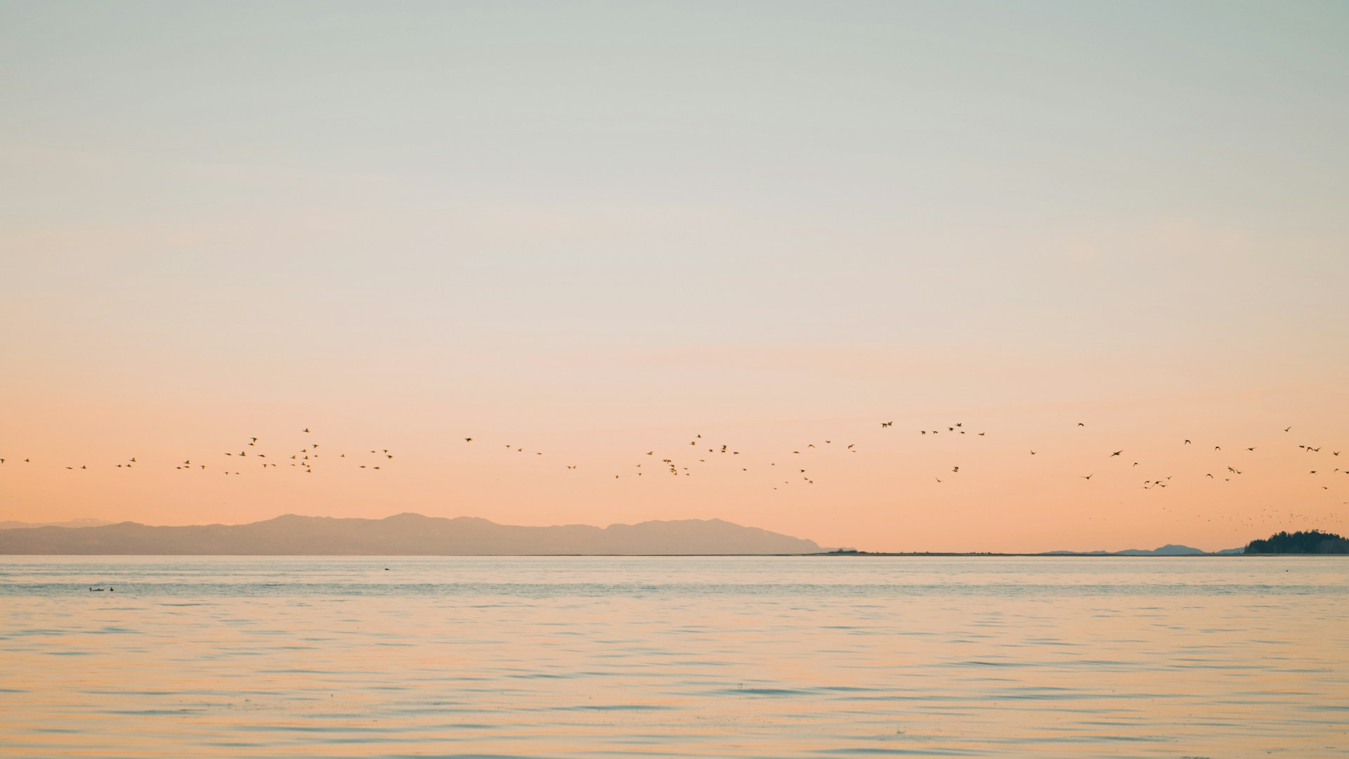 a flock of birds flying over a large body of water
