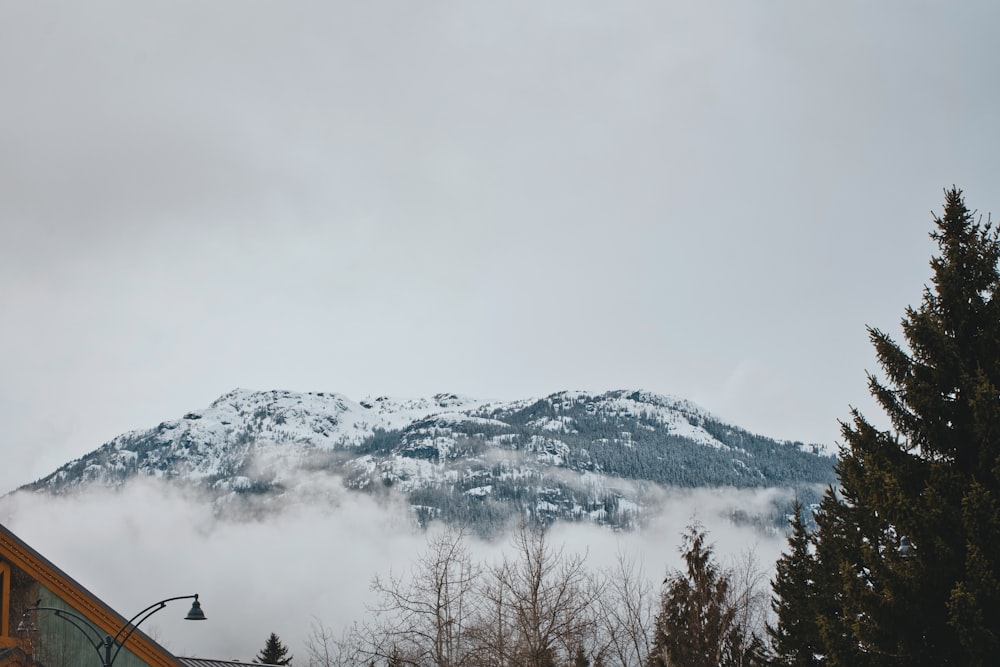 a snow covered mountain in the distance with trees in the foreground