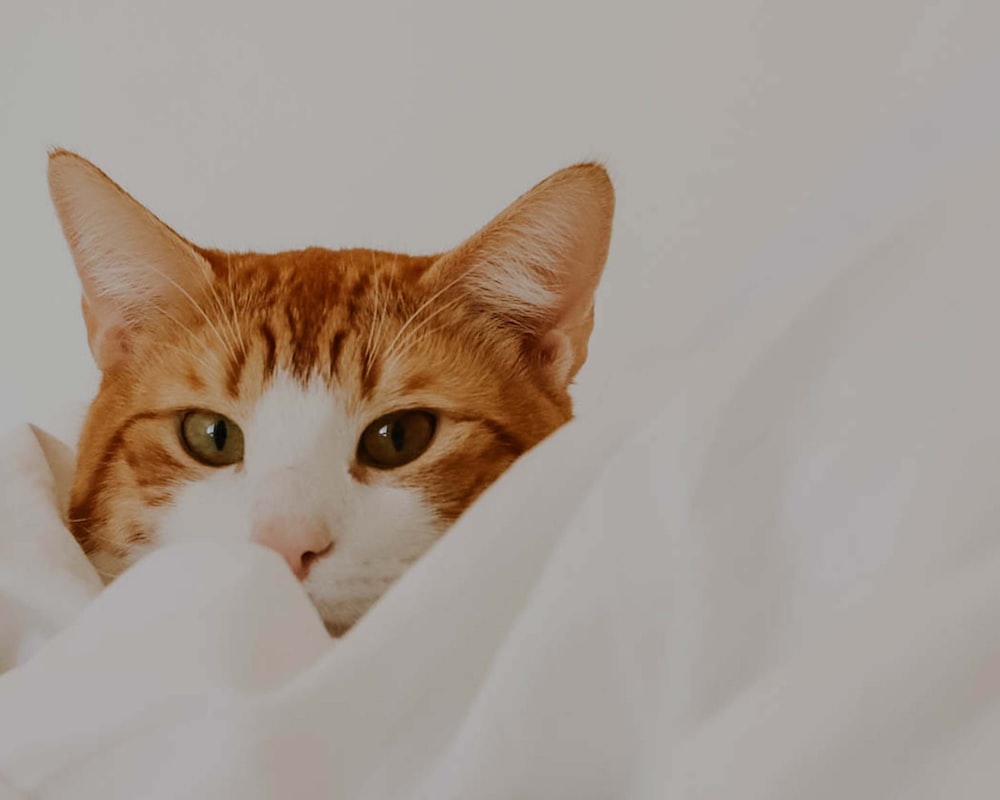 an orange and white cat peeking out from under a blanket