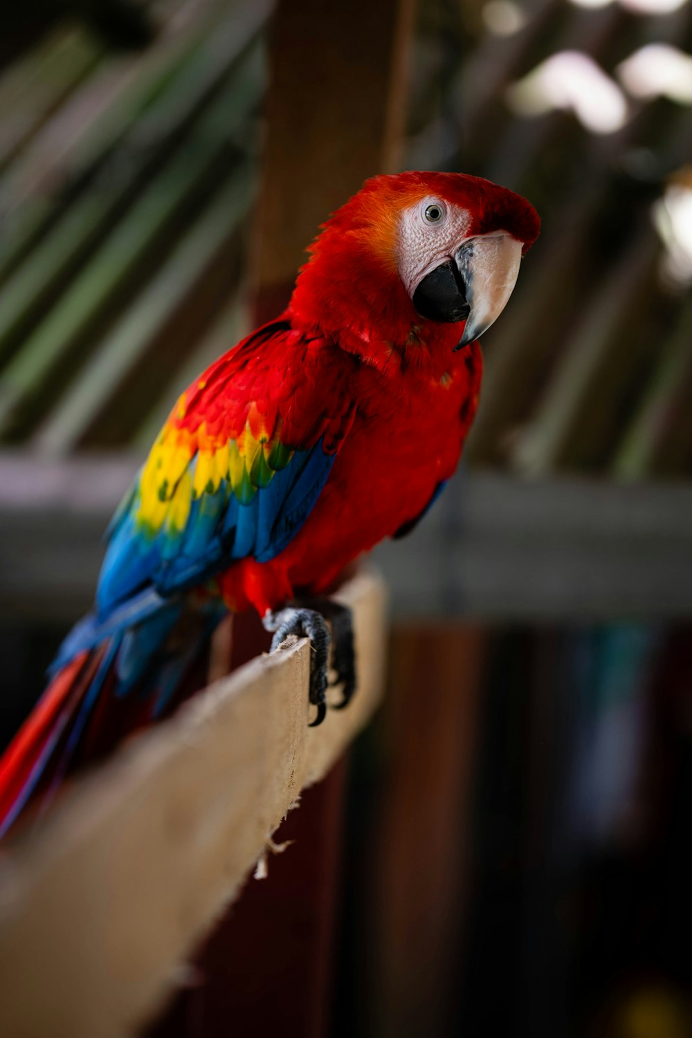 a colorful parrot perched on top of a piece of paper