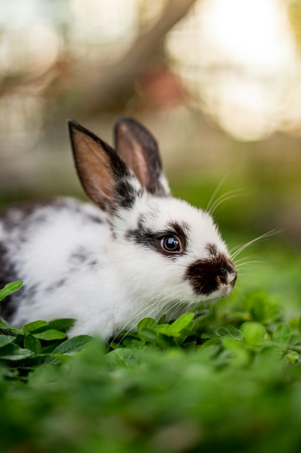 a white and black rabbit sitting in the grass