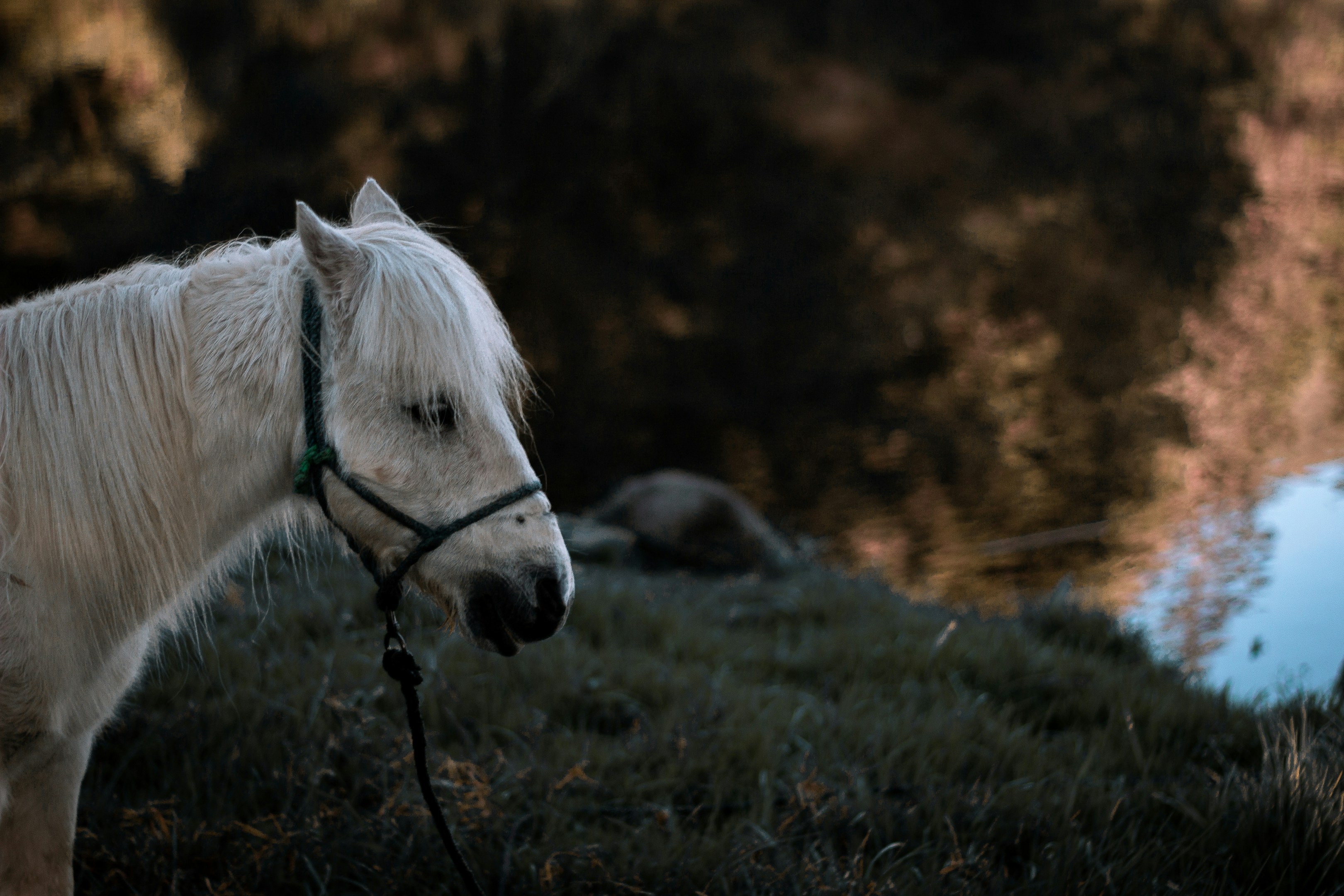 Passionate photographers have captured the most gorgeous animals in the world in their natural habitats and shared them with Unsplash. Now you can use these photos however you wish, for free!