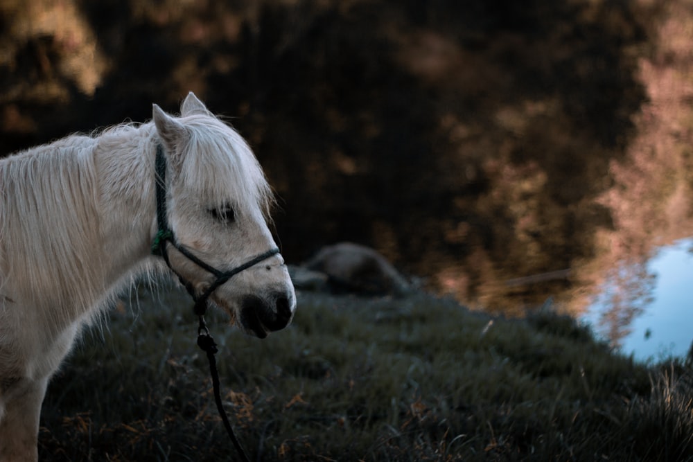 a white horse standing on top of a lush green field