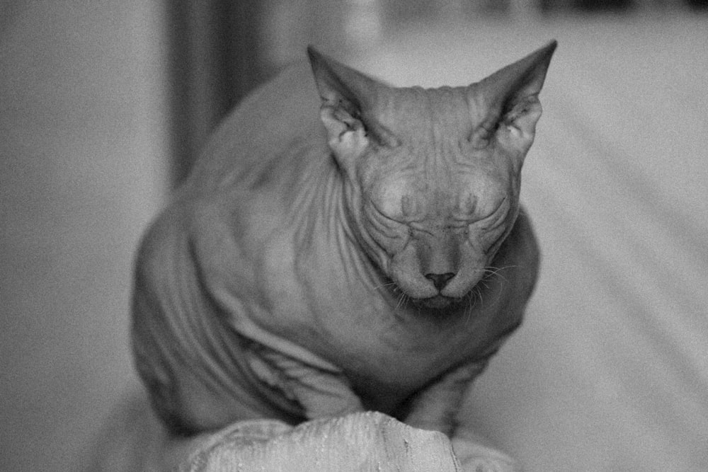 a hairless cat sitting on top of a wooden table