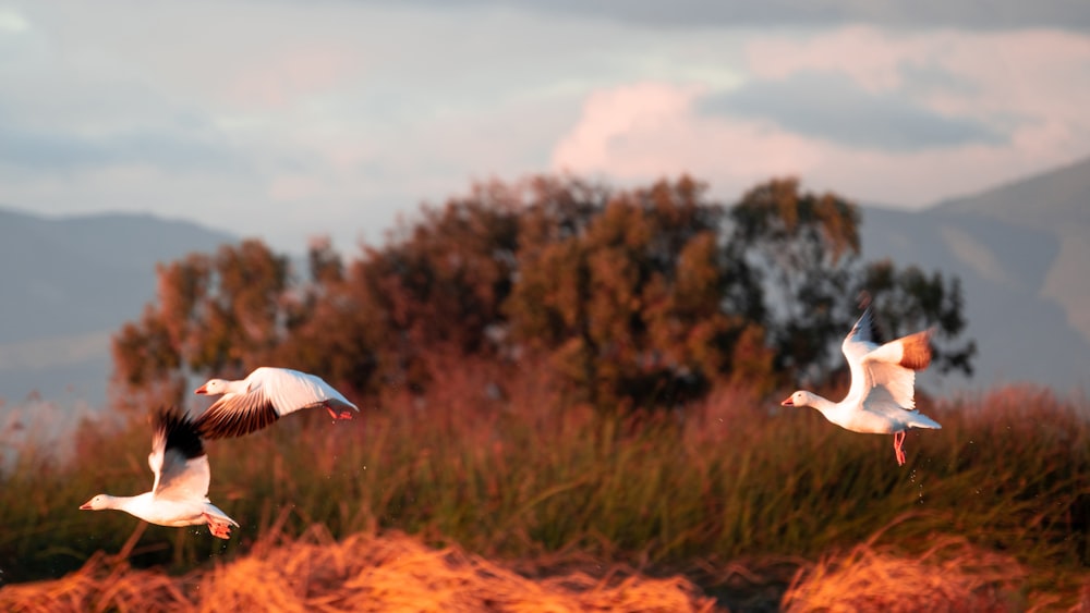 Ein paar Vögel fliegen über ein üppiges grünes Feld