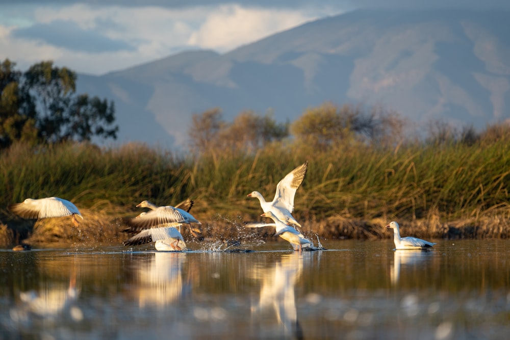 a flock of birds flying over a body of water