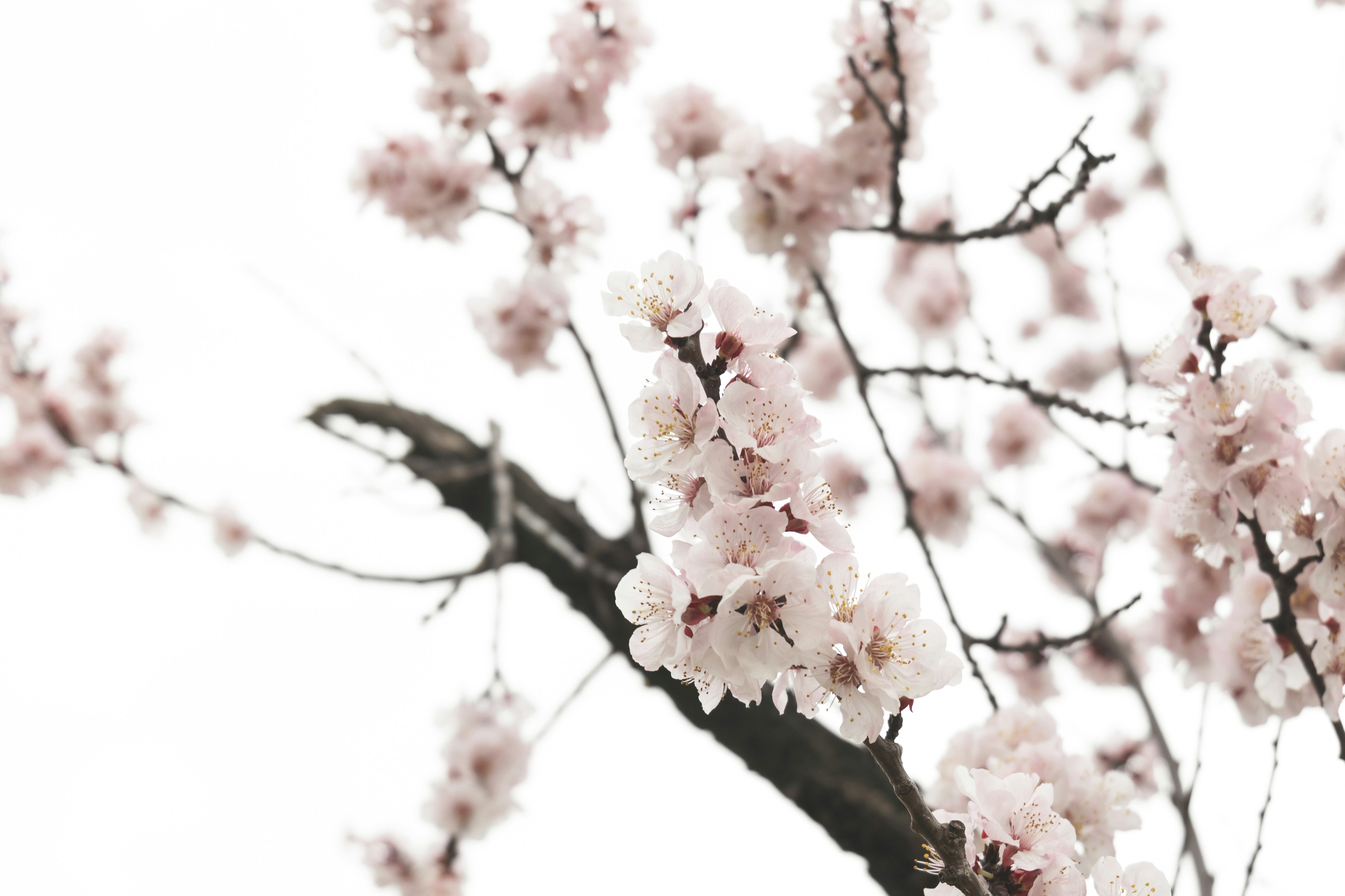 Photo by minecraftinventor