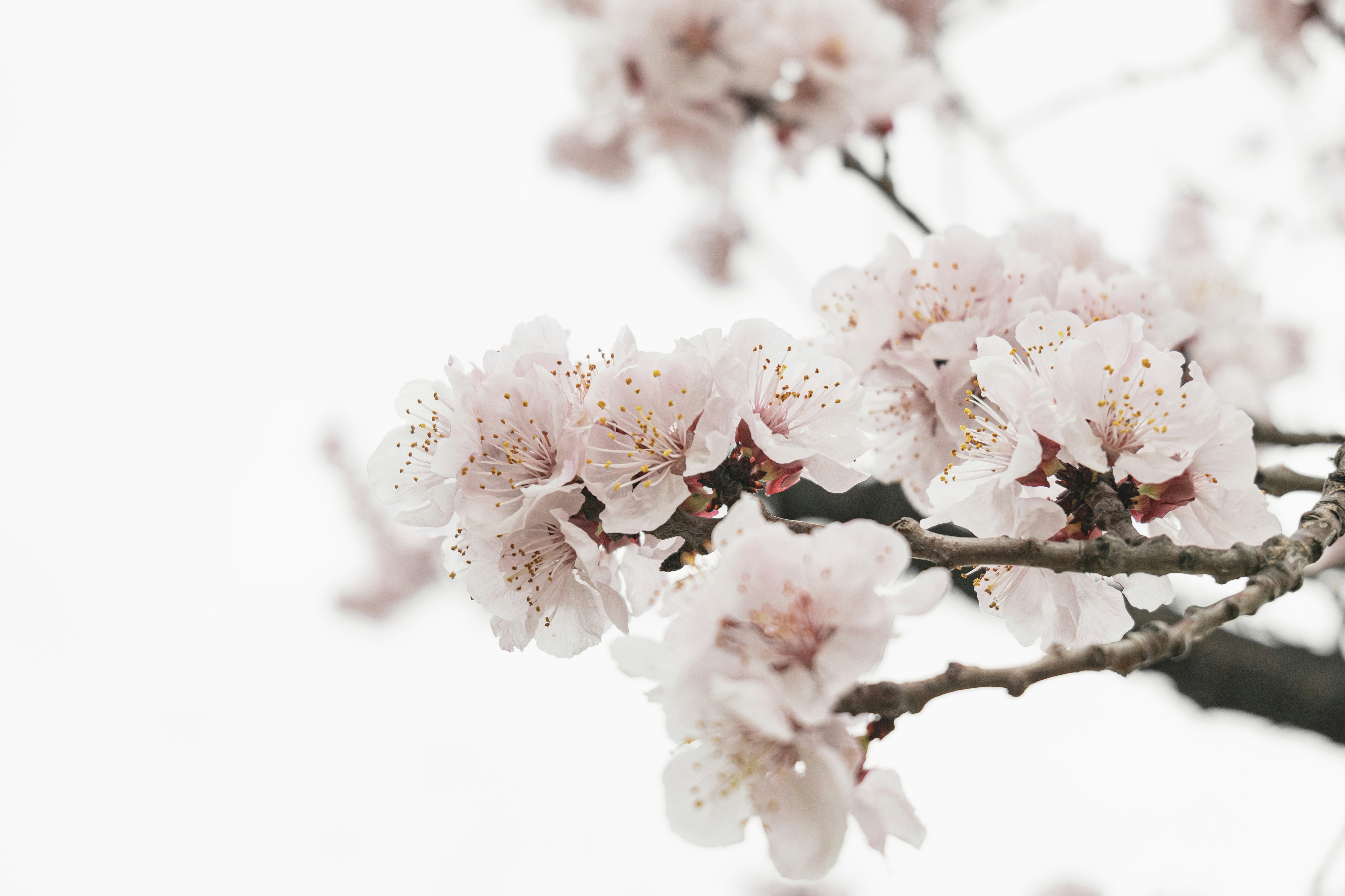 Photo by minecraftinventor