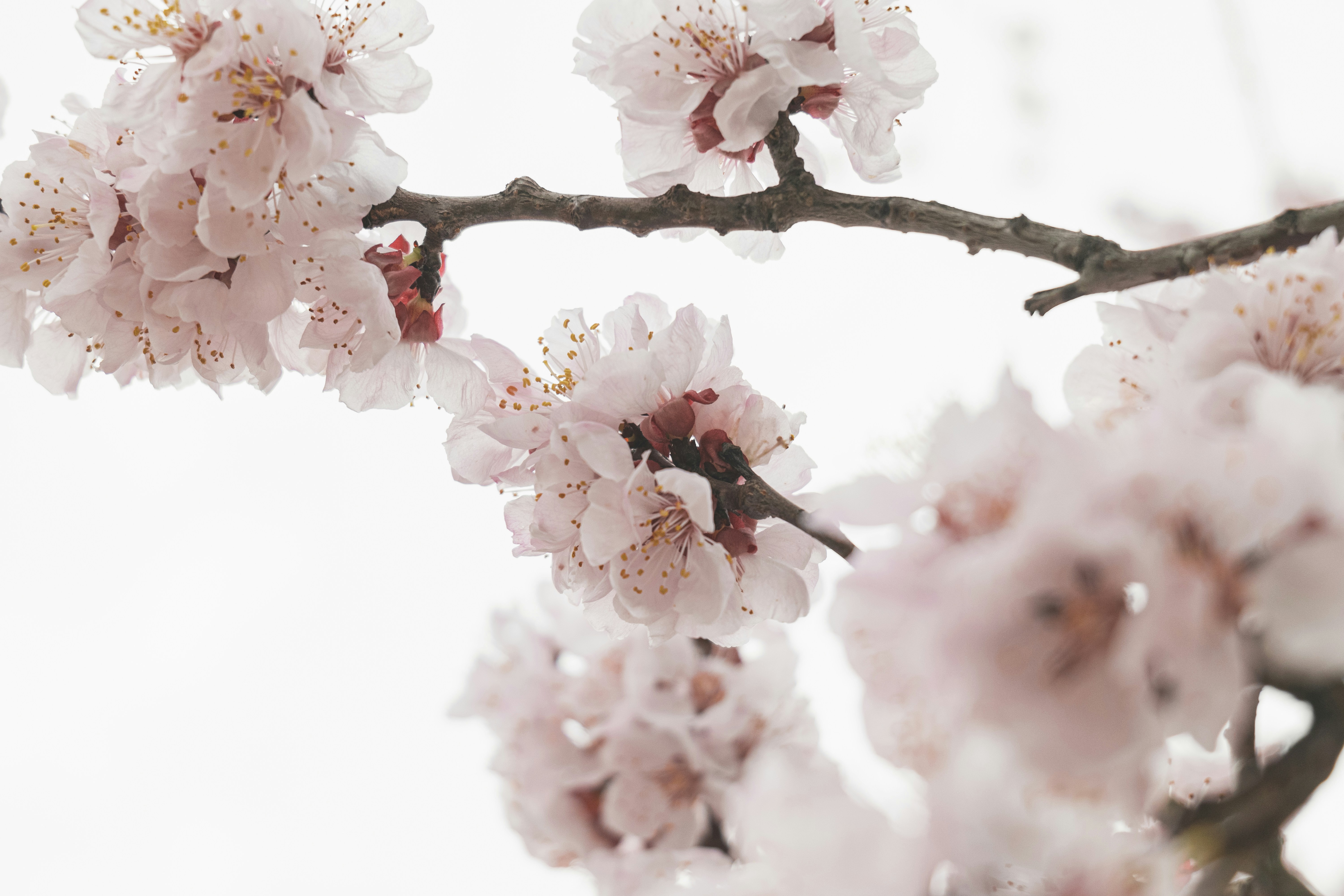 Photo by minecraftinventor