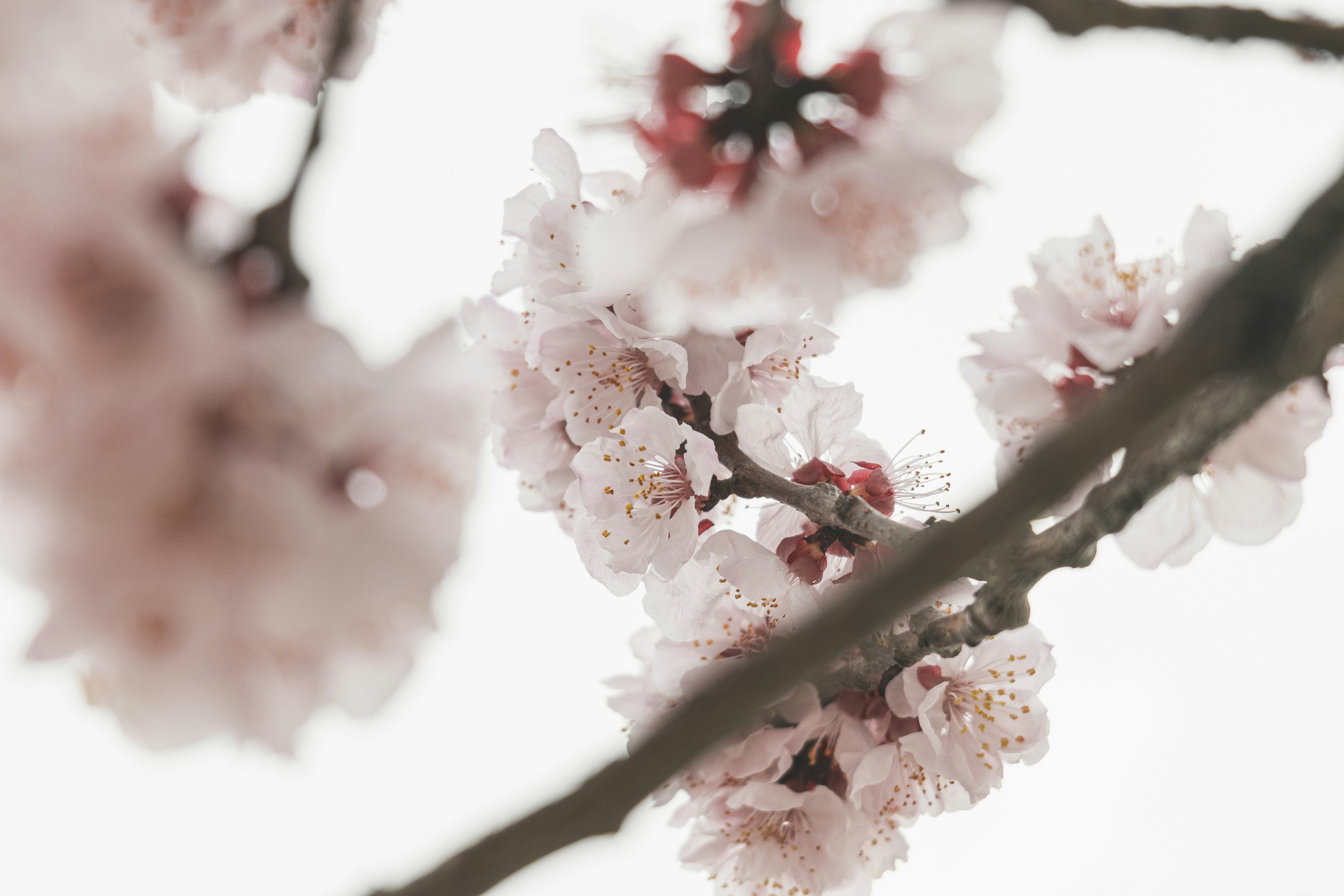 Photo by minecraftinventor