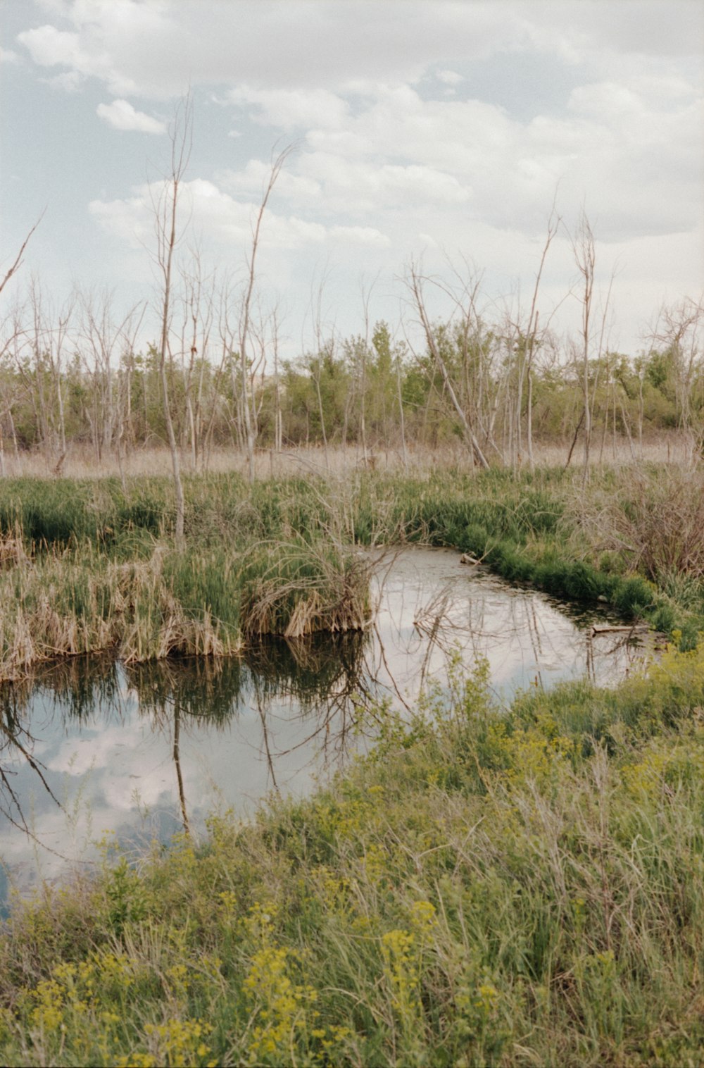 a small stream running through a lush green field