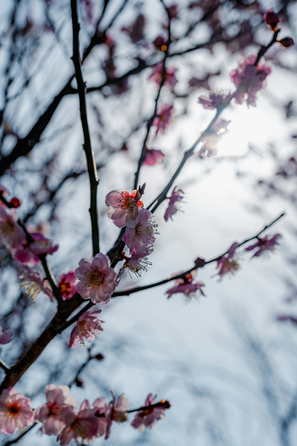 um ramo de uma árvore com flores cor-de-rosa