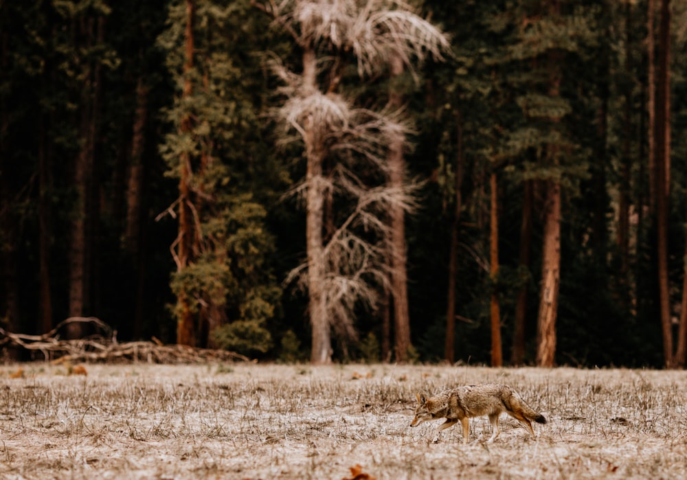 a fox running through a field with trees in the background