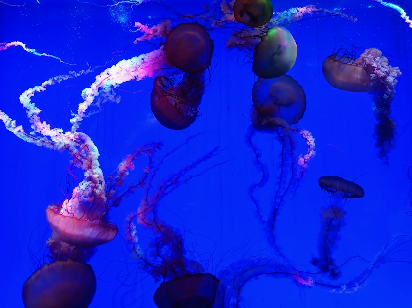Bodengrund im Aquarium: Kies, Sand oder Soil?