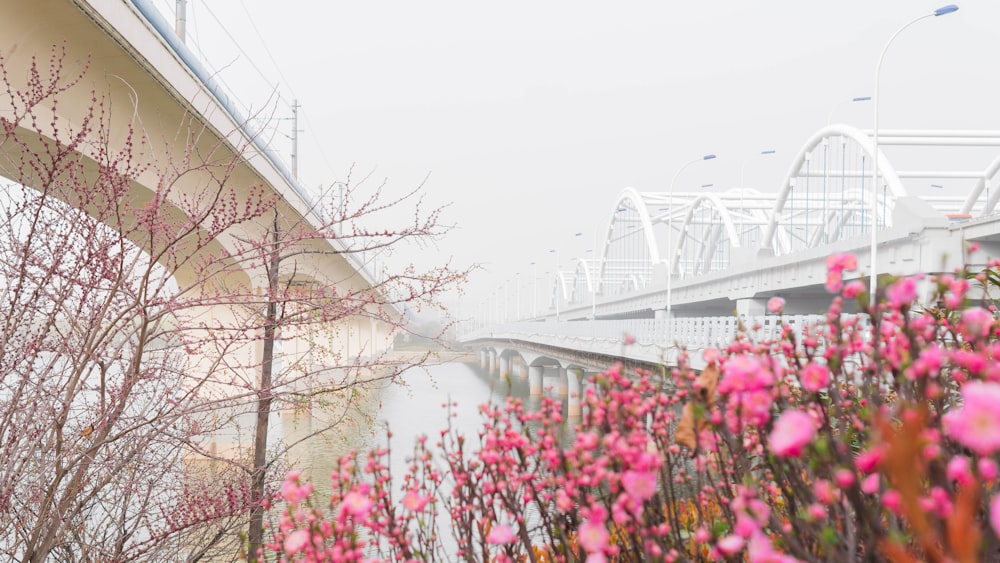 a bridge over a body of water with pink flowers in the foreground